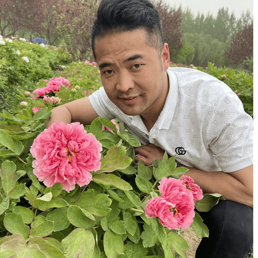 【菏泽牡丹园】春红娇艳红色系牡丹 对版发货 先发肥料 后发牡丹苗