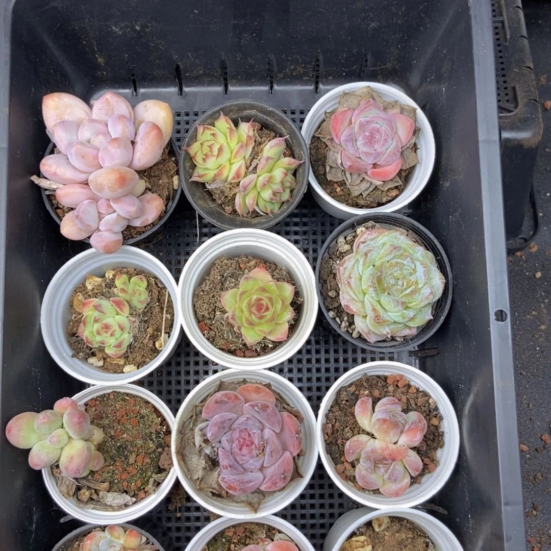 九点九一整框拍c49