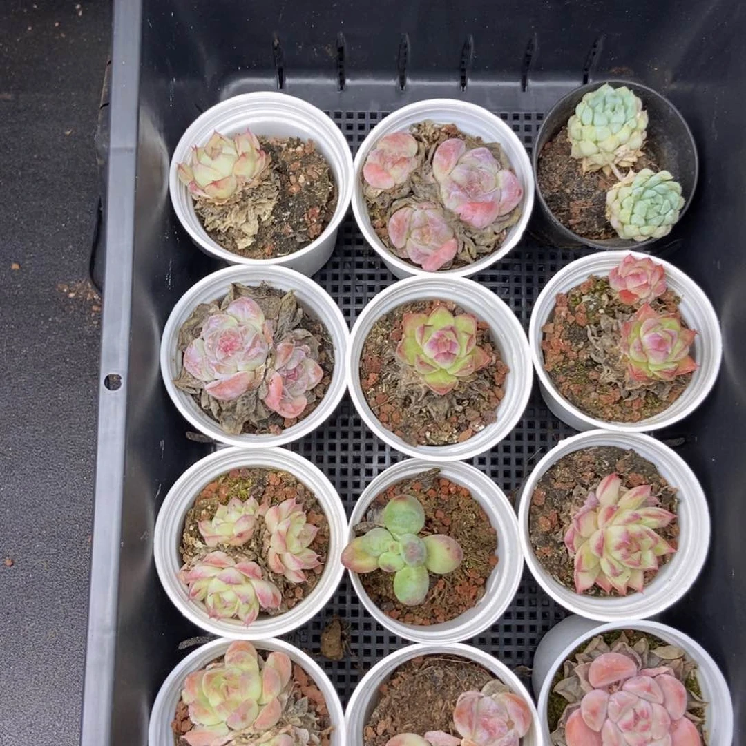 九点九一整框拍c43