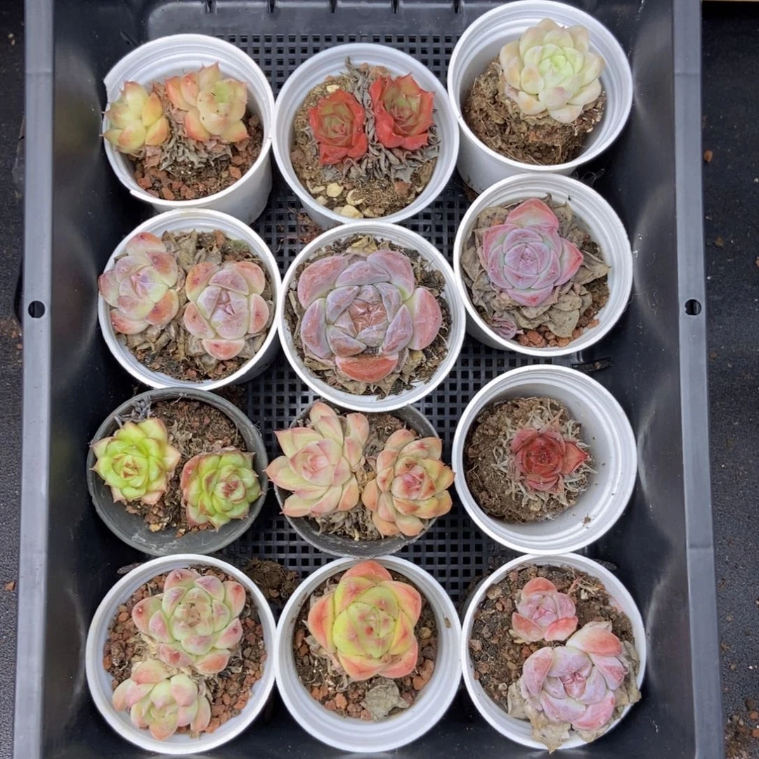 九点九一整框拍c46