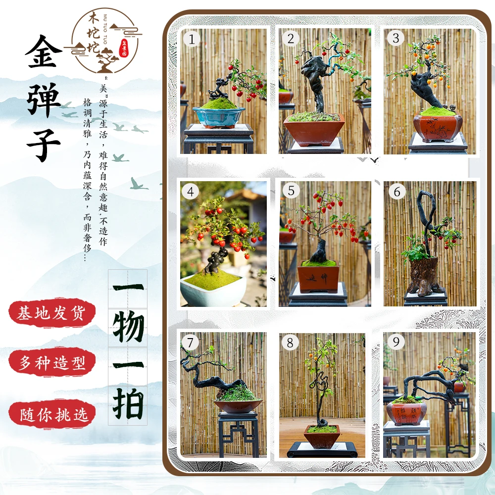 金弹子盆景直播间一物一拍