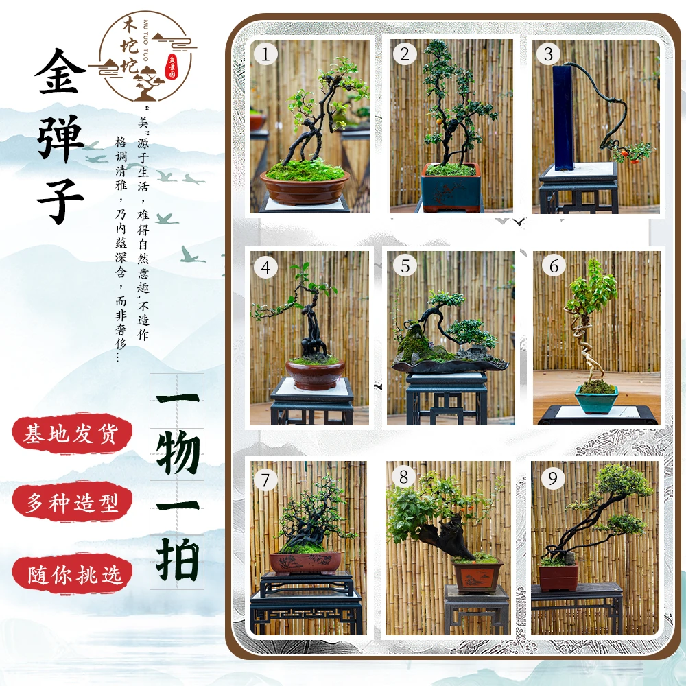 直播间一物一拍！精品金弹子盆景（临水，丛林，矮霸，文人，悬崖）