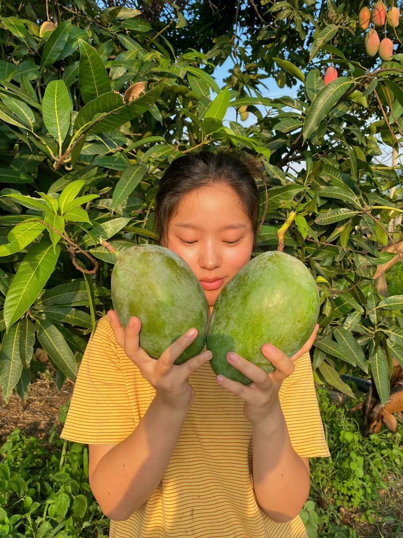 龅牙妹【催熟再吃】自家芒四川攀枝花凯特芒果成熟9斤果园产地发货