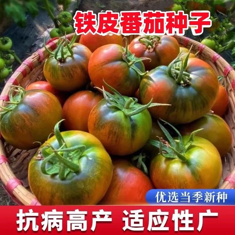 铁皮草莓番茄种子水果西红柿种籽四季盆栽柿子苗高产农家蔬菜种孑