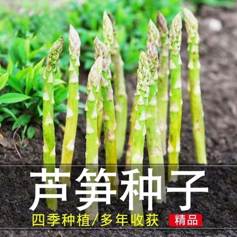 多年生芦笋种子(可采收20年)四季种庭院盆栽芦笋籽有机蔬菜种子