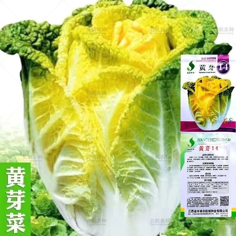 黄芽种子黄心菜种子黄芽14白菜种孑农家高产春秋南北方蔬菜种籽