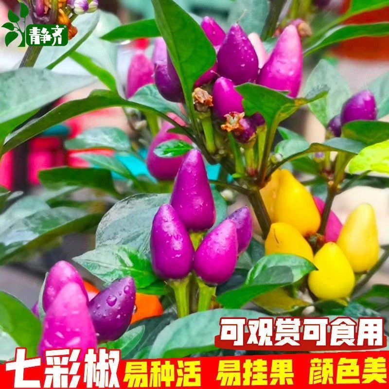 食用七彩椒超辣小尖椒种子辣椒种籽朝天椒彩色五色庭院四季播种子