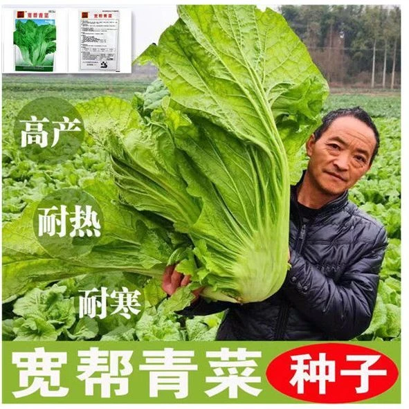 宽帮青菜种子耐寒高产包菜腌渍泡菜酸菜鱼春秋季四川特色芥菜种籽