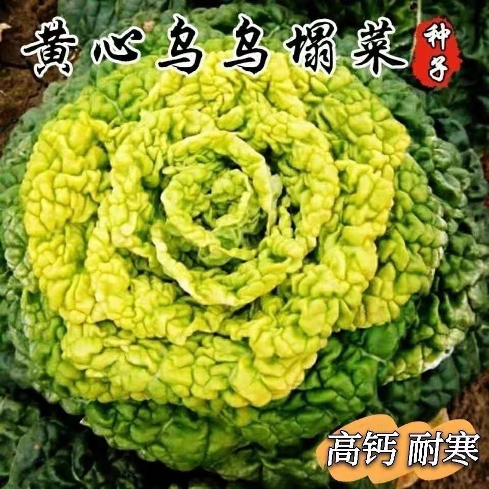 黄心乌塌菜种子籽耐寒黄心菜种子菊花心菜籽易种阳台蔬菜种子大全