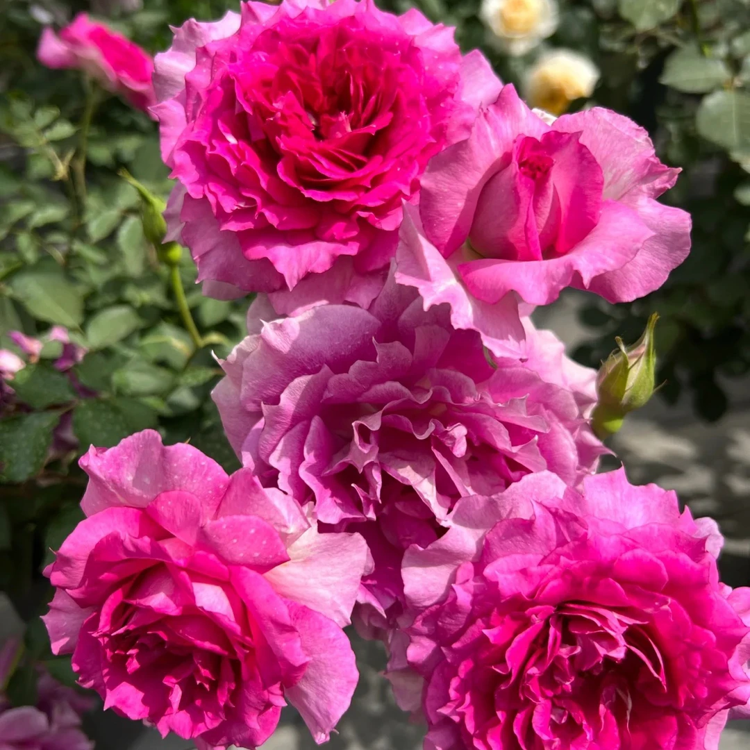 【天方夜潭】180盆紫玫红色浓香型多头月季