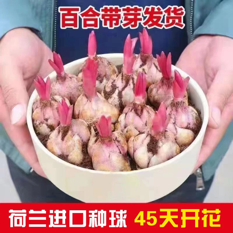 浓香型重瓣香水百合带牙耐寒四季开花盆栽地栽室内外阳台花卉绿植