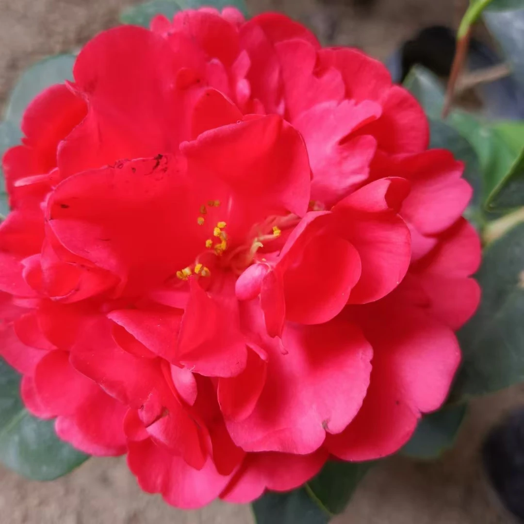四季茶 重瓣开花带花苞室内庭院阳台盆栽花卉