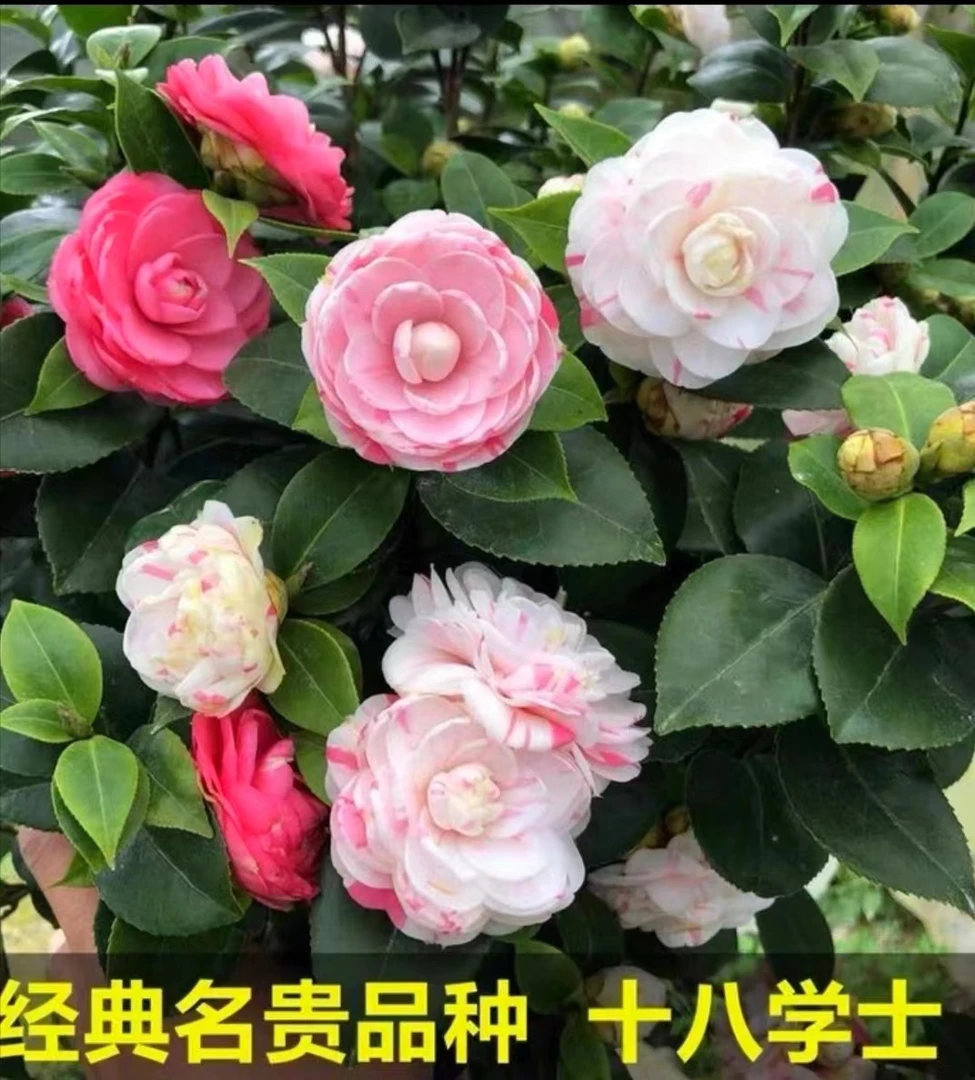 十八学士多色白底红粉山茶花盆栽透气夏天小型土壤北方遮阴常用