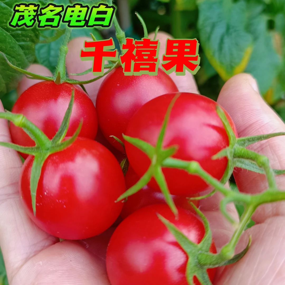 【正宗】茂名电白千禧果新鲜水果小番茄时令孕妇水果应季现摘现发
