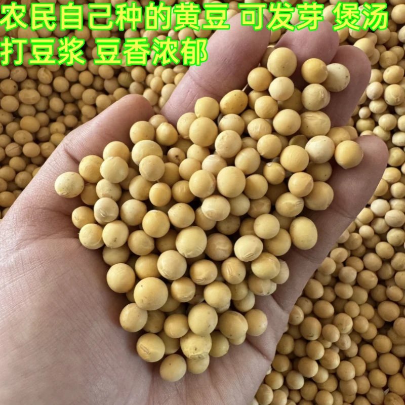 新粮黄豆打豆浆专用 精选东北黄豆非转基因黄豆可以发芽做豆腐花