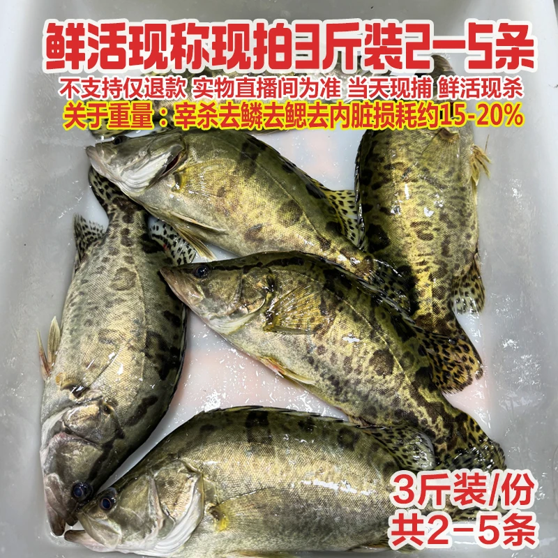 现称改价拍下,称重3斤装共2-6条大小桂鱼鳜鱼鲜活现称宰杀 有损耗