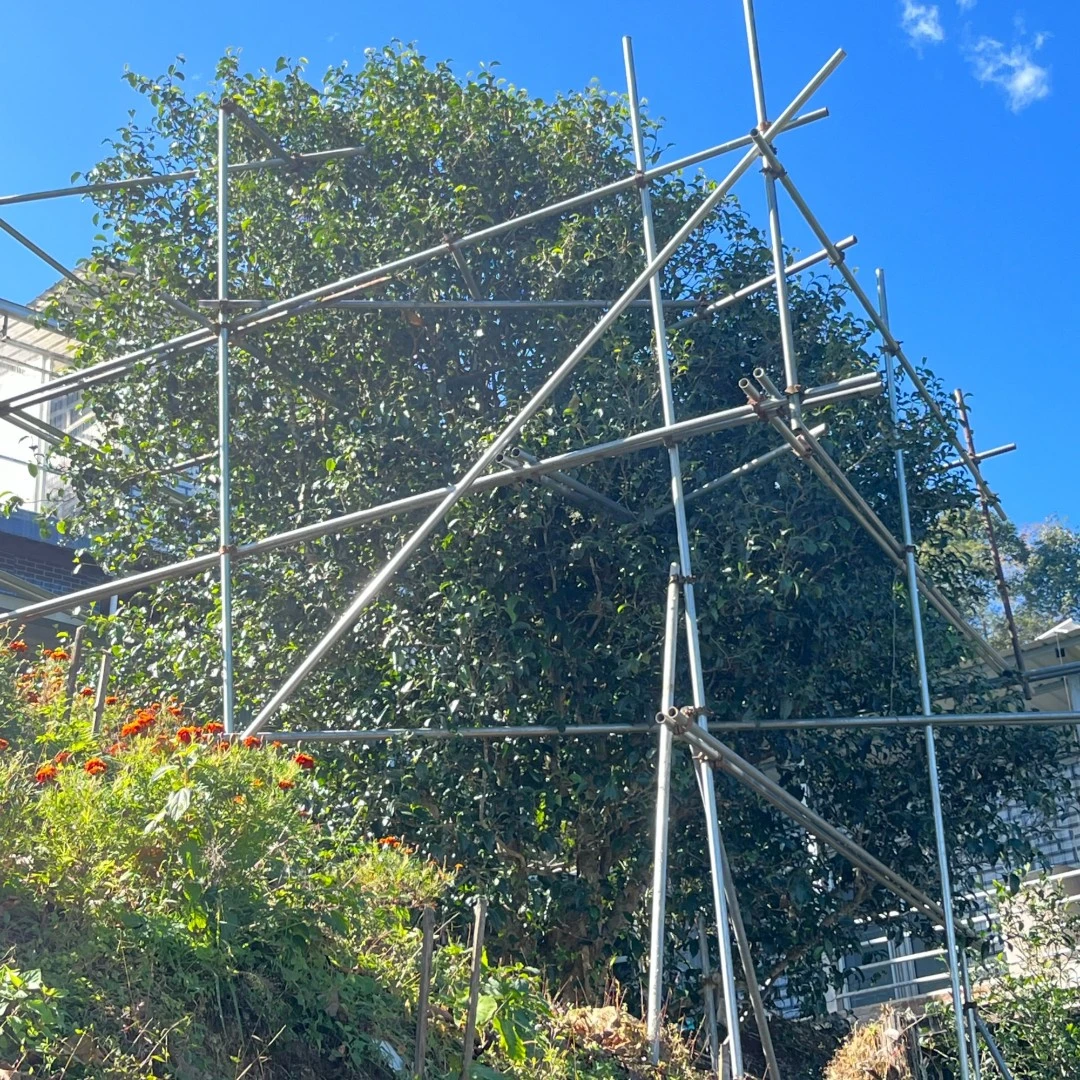 2019年春古树白茶 200克砖