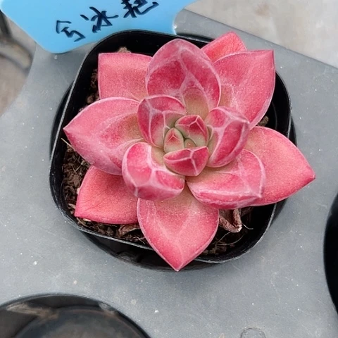 ꧁****꧂赫菲斯托多肉植物