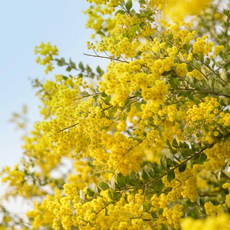 转角花园#银叶金合欢 大型花卉绿植庭院别墅造景绿化植物易养护