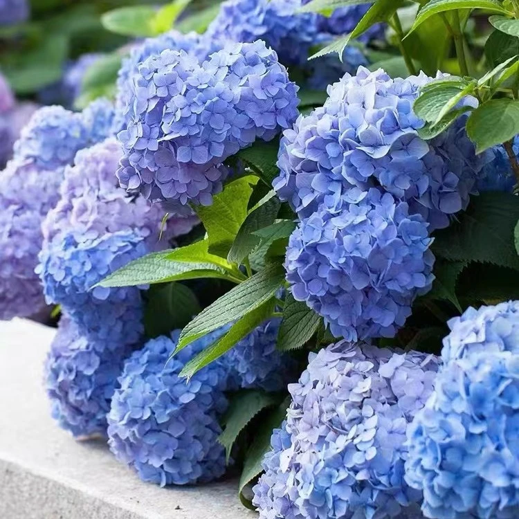 转角花园大花绣球 色彩梦幻花园宠儿盆栽地栽阳台庭院好养易活