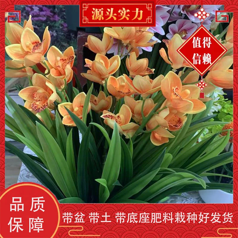 黄色花卉室内盆栽地栽种植四季常青年宵花卉开花庭院