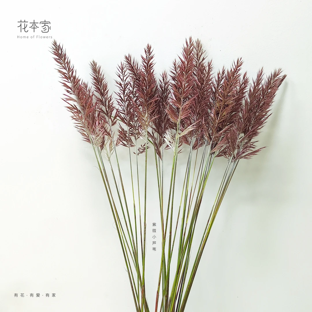 【花本家】焦糖巧克力芦苇（紫微小芦苇）小众室内水培鲜花云南直发