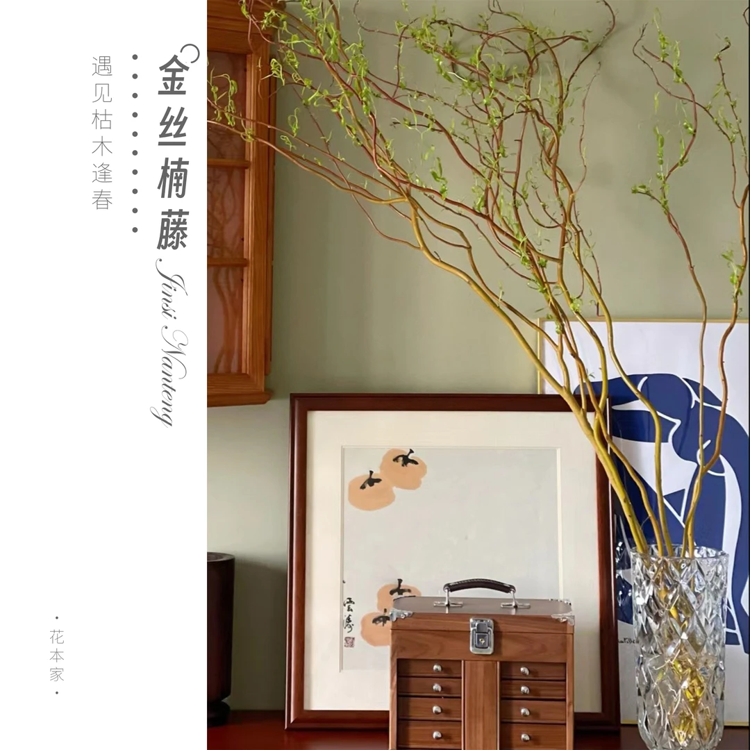 【花本家】德国进口金丝楠藤丨甄选高品质丨夏季生根鲜活星花怒放
