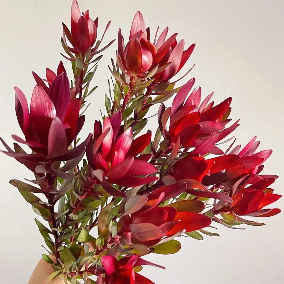 【花本家】AAA级木百合丨红色木百合应季爆款花材复古家居绿植