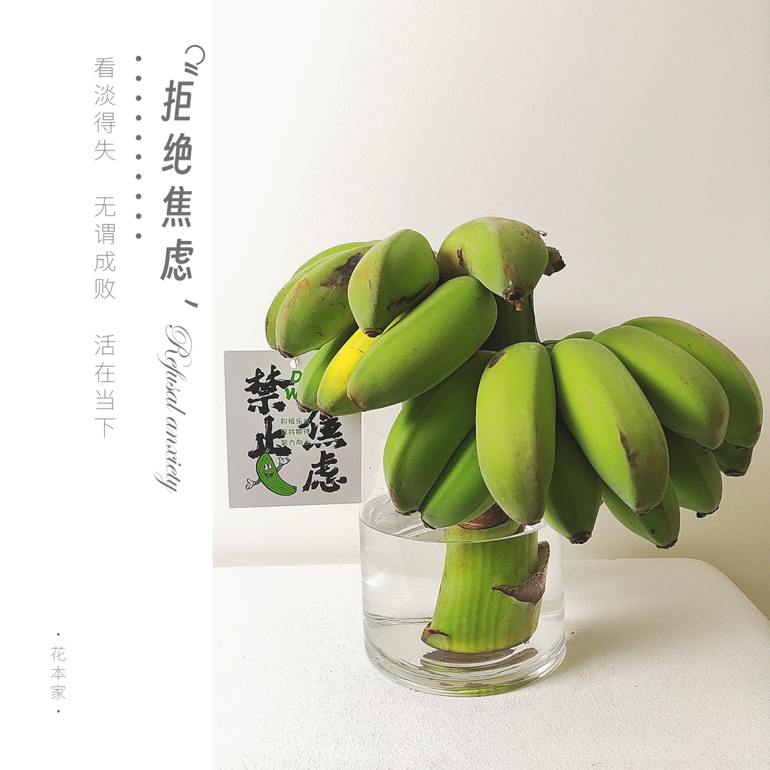 【花本家】“拒绝蕉虑”丨网红可食用绿植丨8-10斤桌上有树十有九富