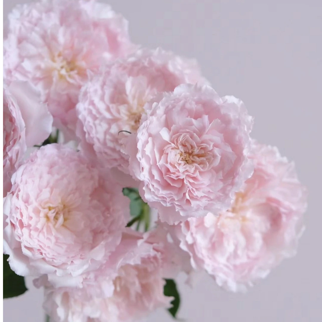 云南基地稀有玫瑰盲盒高品质鲜花~当天发货~现拍现发