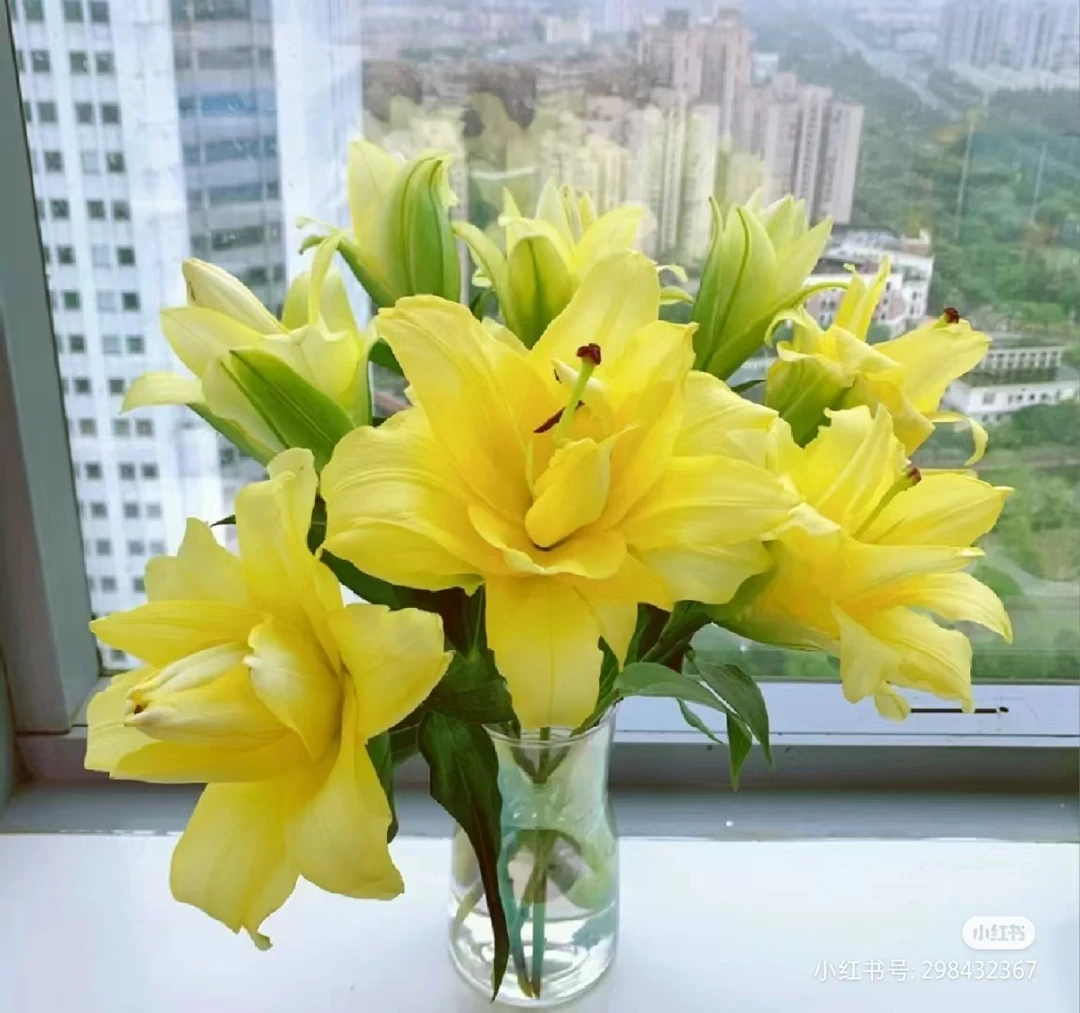 异国阳光浓香种球室内耐寒四季可种美丽大方种植养活美好