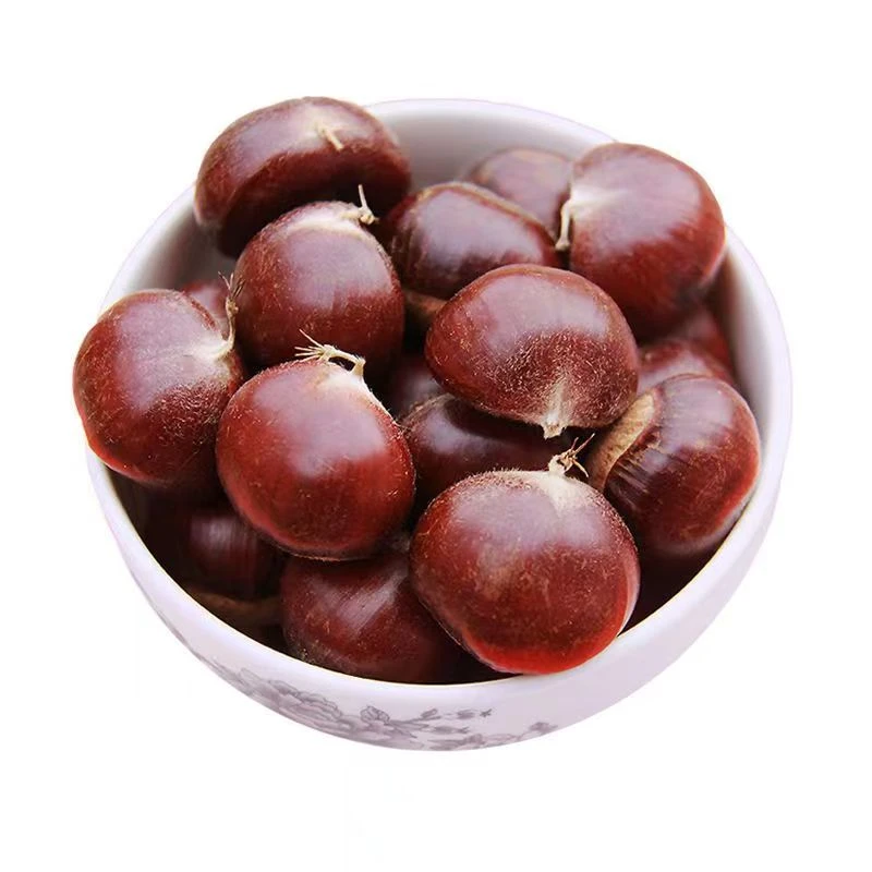 山东正宗鲜板栗新鲜应季老树黄心甜栗油栗子天然香甜精选星光