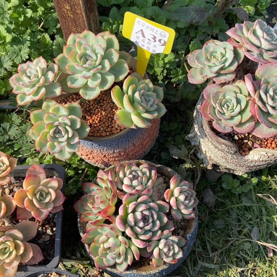 钱*多多肉植物11111