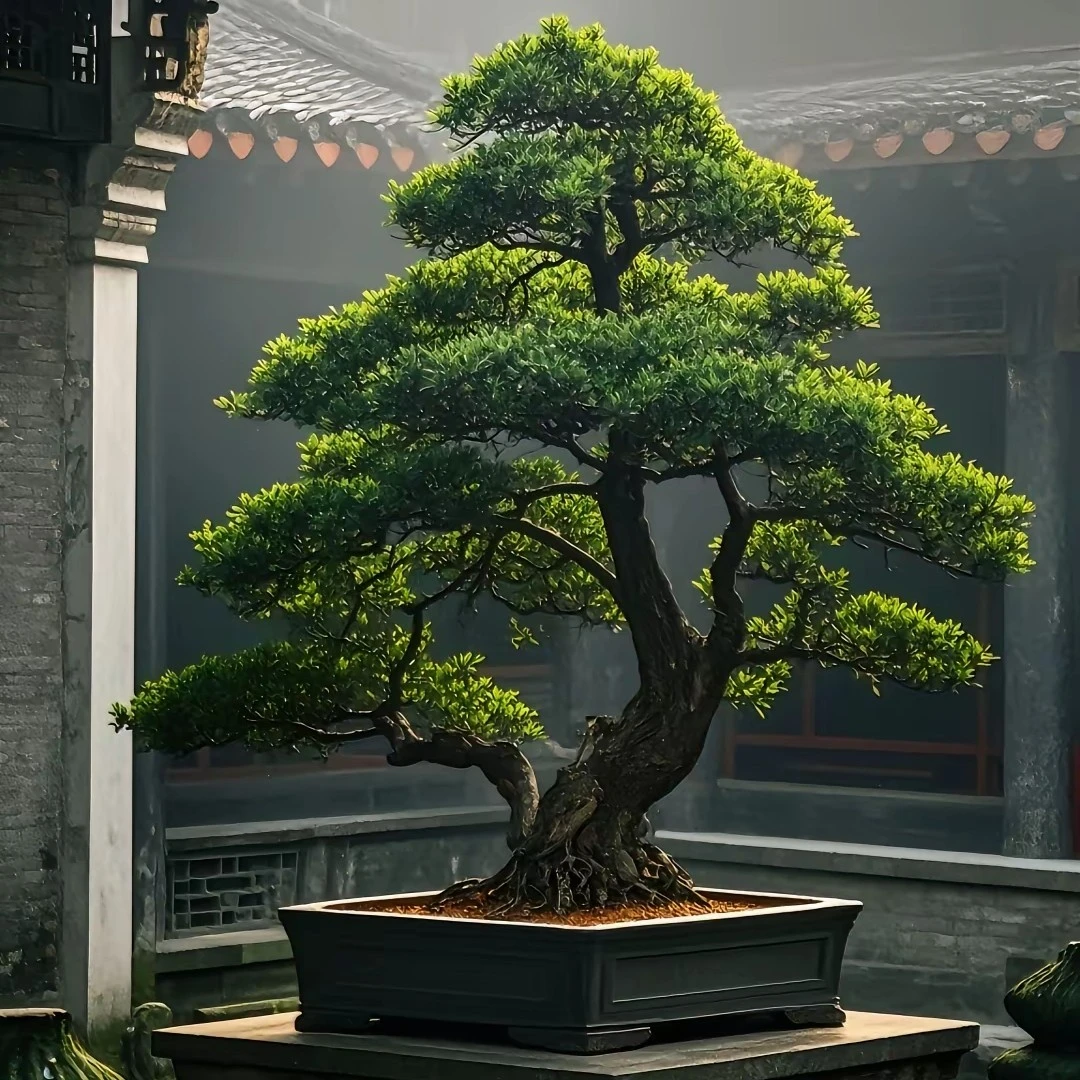 招财珍珠植物迎客松财运亨通室内盆景树老桩盆景罗汉松绿化植物