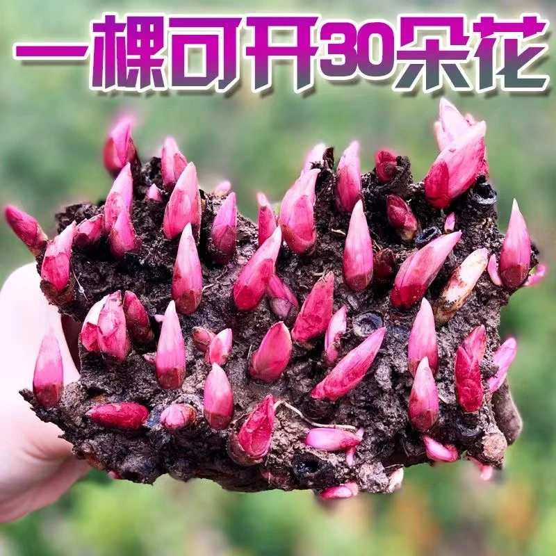 重瓣芍药球根带芽【特价】耐寒大芍药花种盆栽地栽庭院阳台四季种