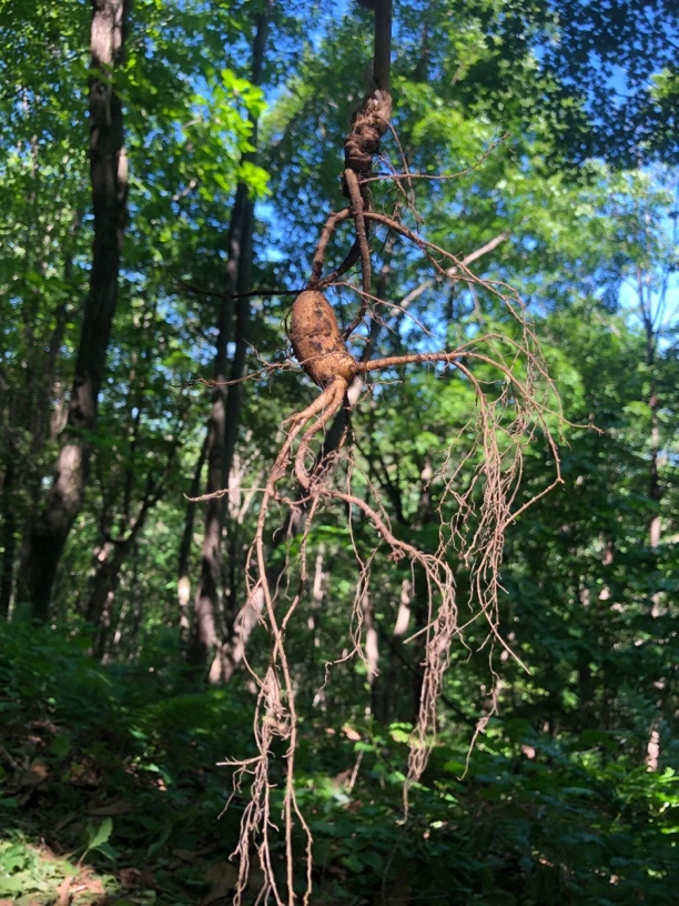 长白山林下山参也参煲汤泡久煮粥