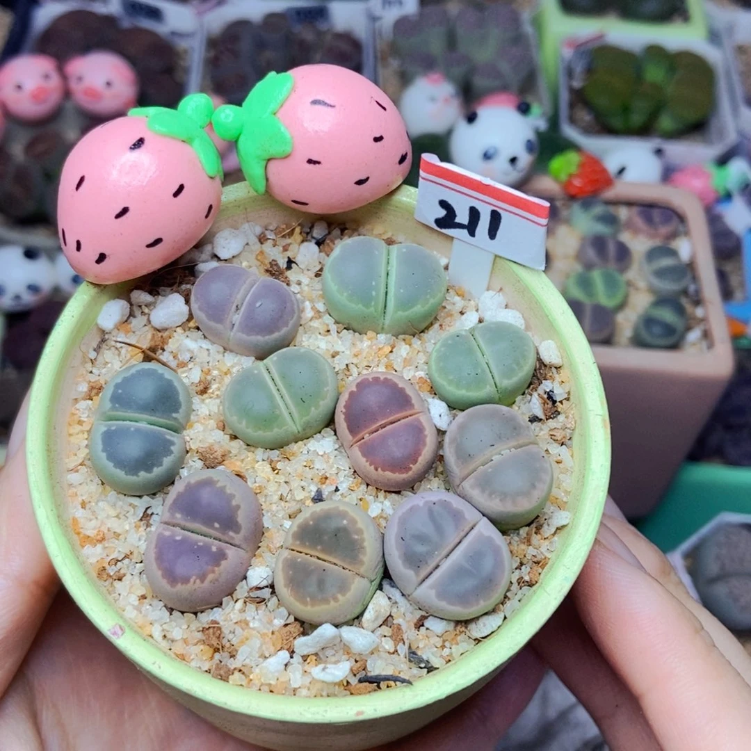 樱桃爱妃们的美肉