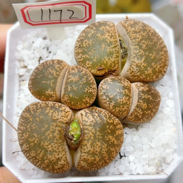 1172，生石花紫薰4头母本