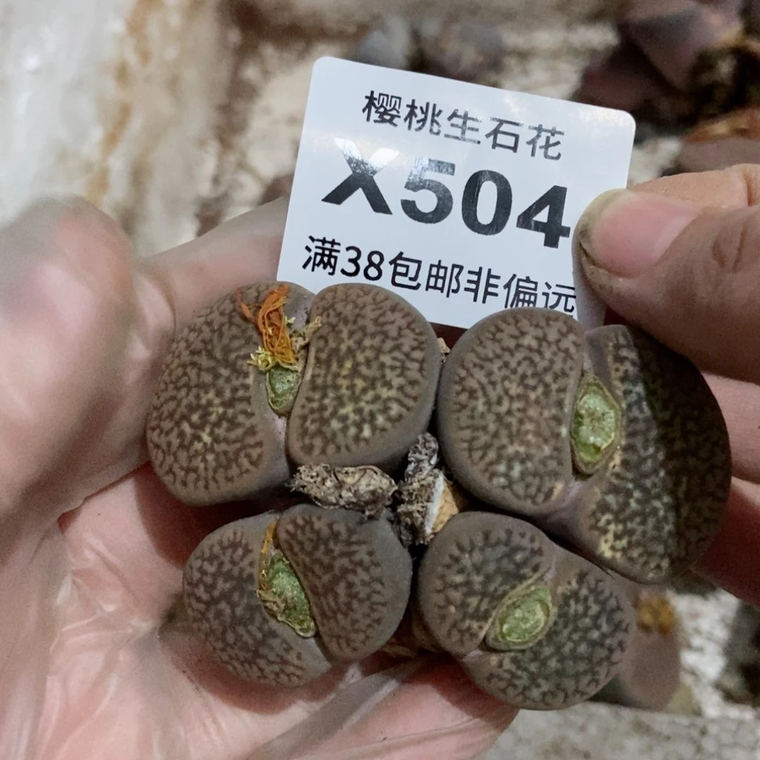 樱桃爱妃们的美肉