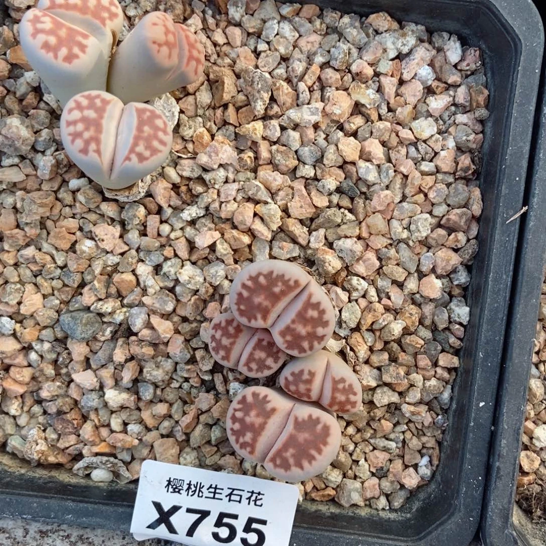 爱****?樱桃爱妃们的美肉