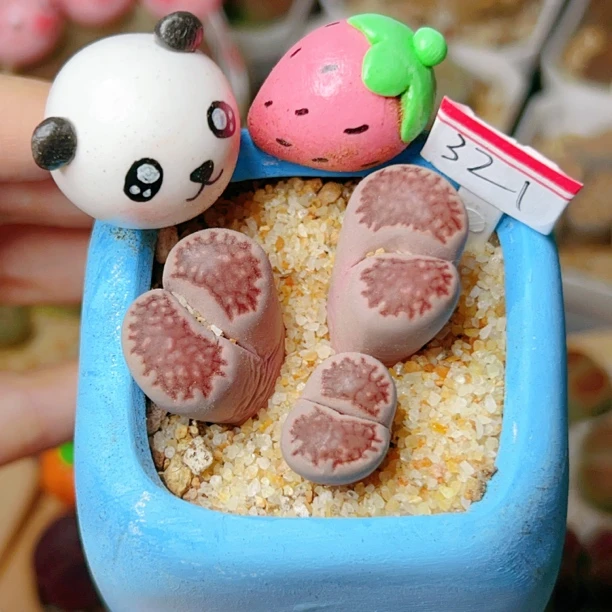 321，生石花3头紫李母本