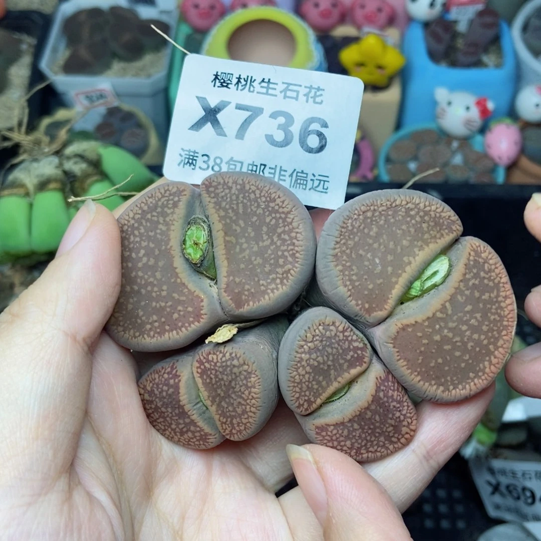 ?***?樱桃爱妃们的美肉