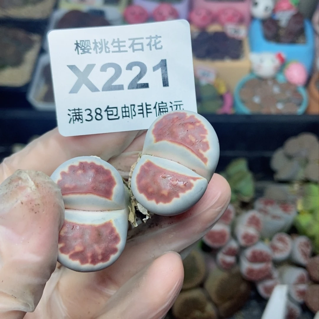 牛****波樱桃爱妃们的美肉