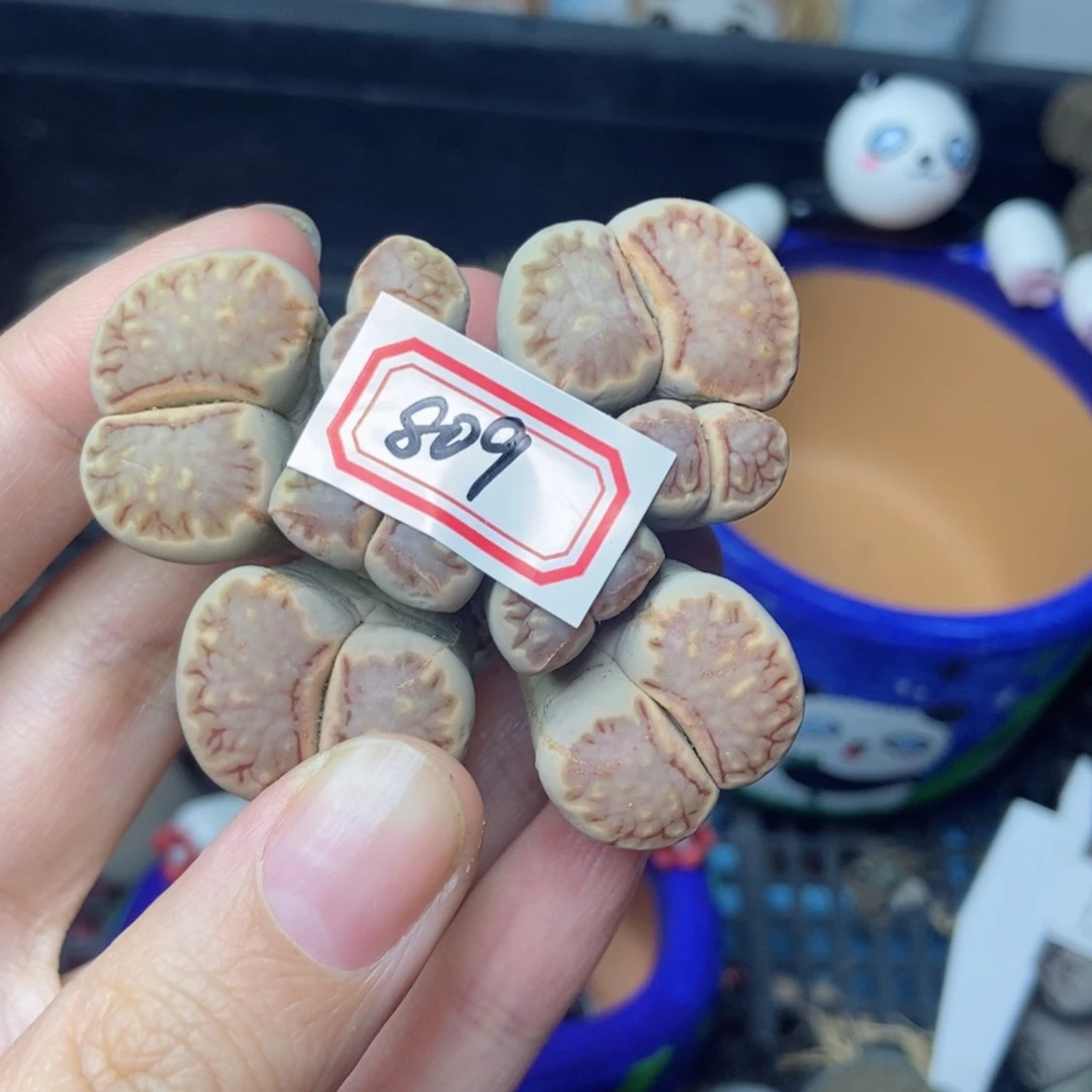 浦*樱桃爱妃们的美肉
