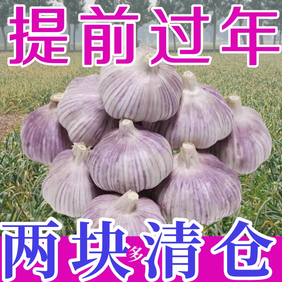 山东金乡大蒜头干蒜5斤紫皮多瓣蒜新鲜干蒜头批发蒜农家蔬菜150g/