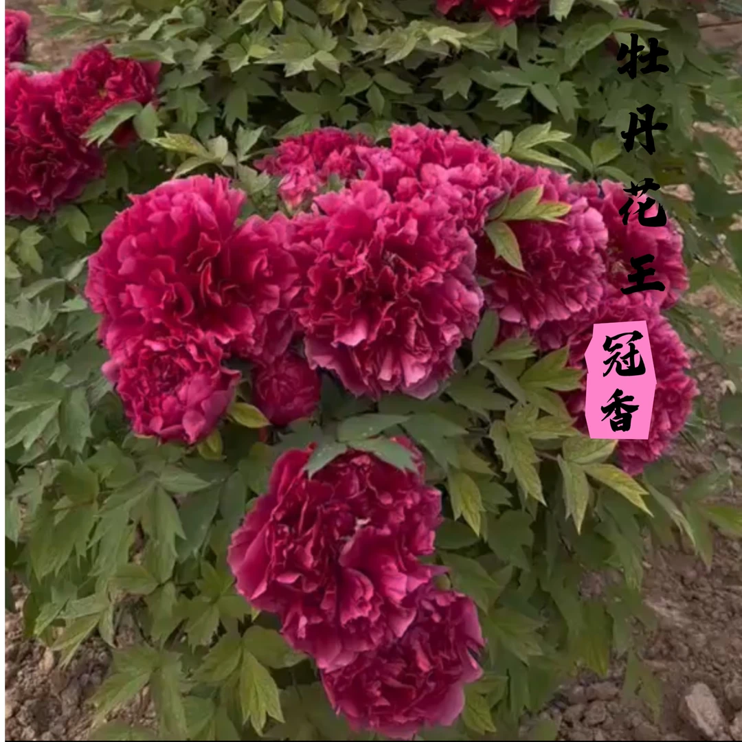 观赏牡丹【花王】先发肥料，秋天发货
