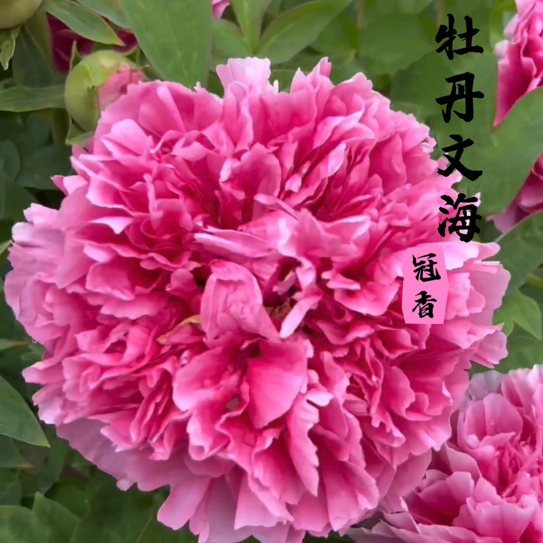 观赏牡丹【文海】先发肥料，秋天发货