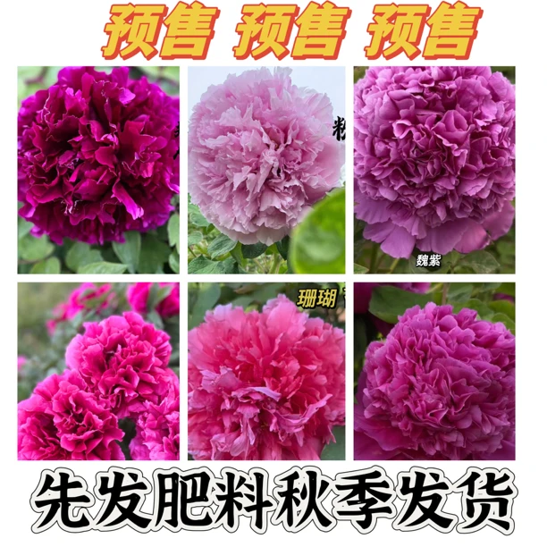 观赏牡丹重瓣大花，直播间一物一拍，菏泽基地直发