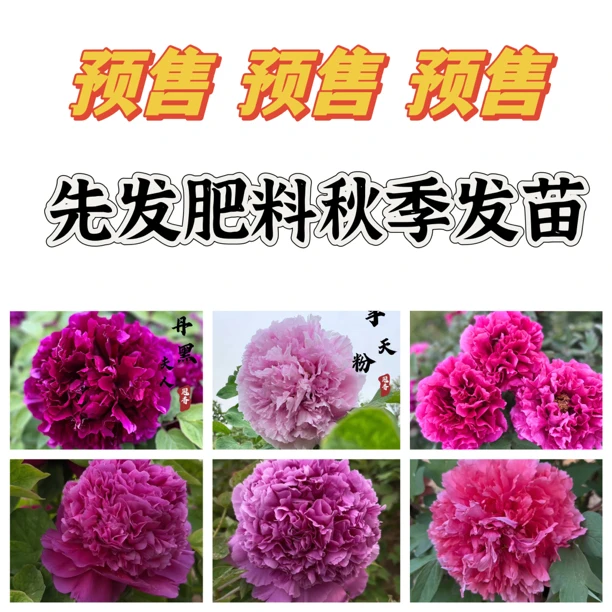 观赏牡丹，直播间一物一拍，菏泽基地直发