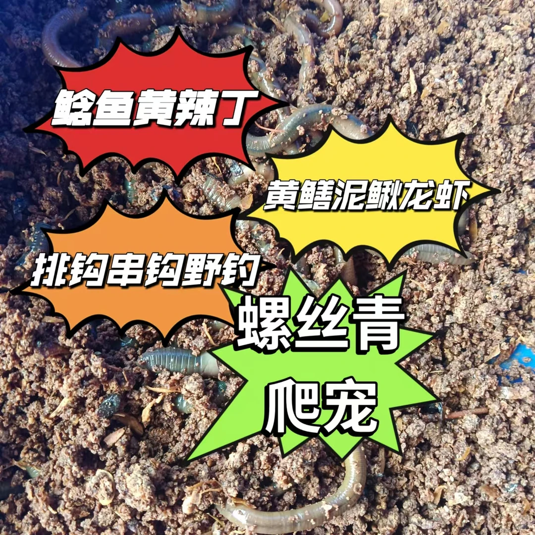 青蚯蚓黄鳝泥鳅龙虾饵户外养殖黑蚯蚓鲜活中号鲶鱼昂刺黑坑